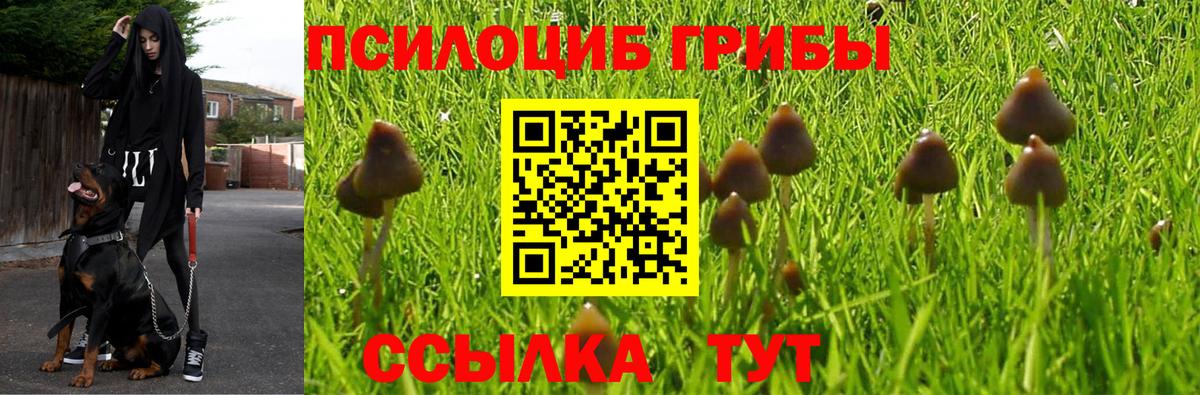 Псилоцибиновые грибы Cubensis Клин